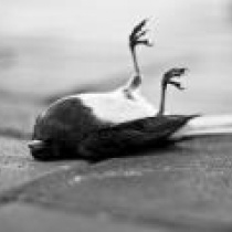 dj - Death Bird